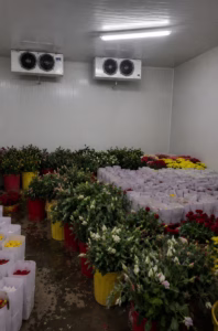 câmara fria para flores 